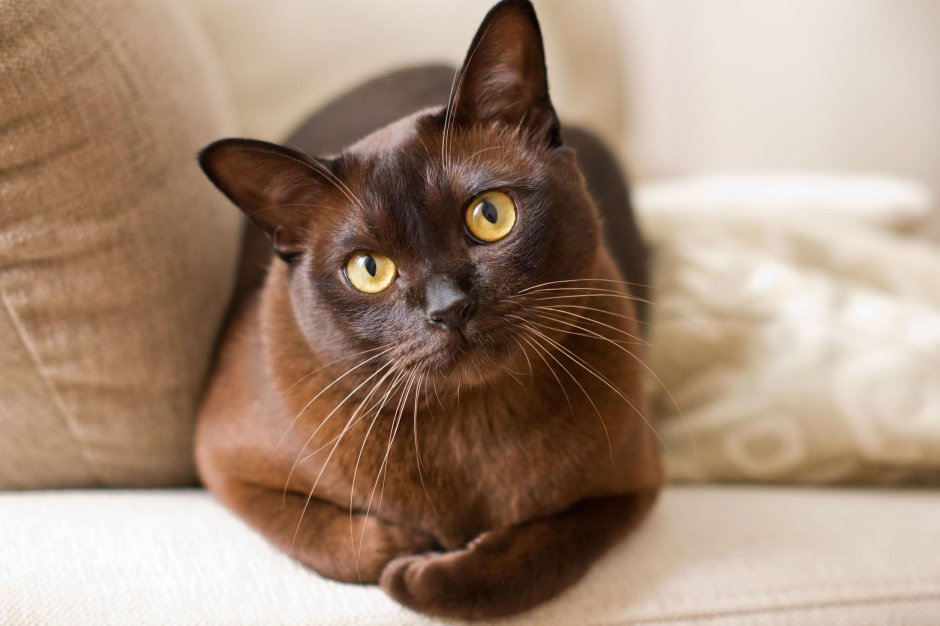 Метис бурманской кошки