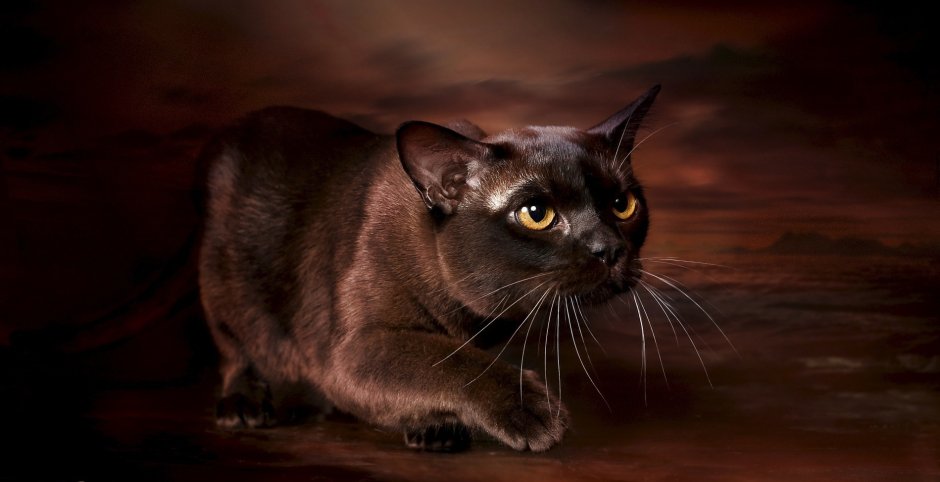 Бурманская шоколадная кошка