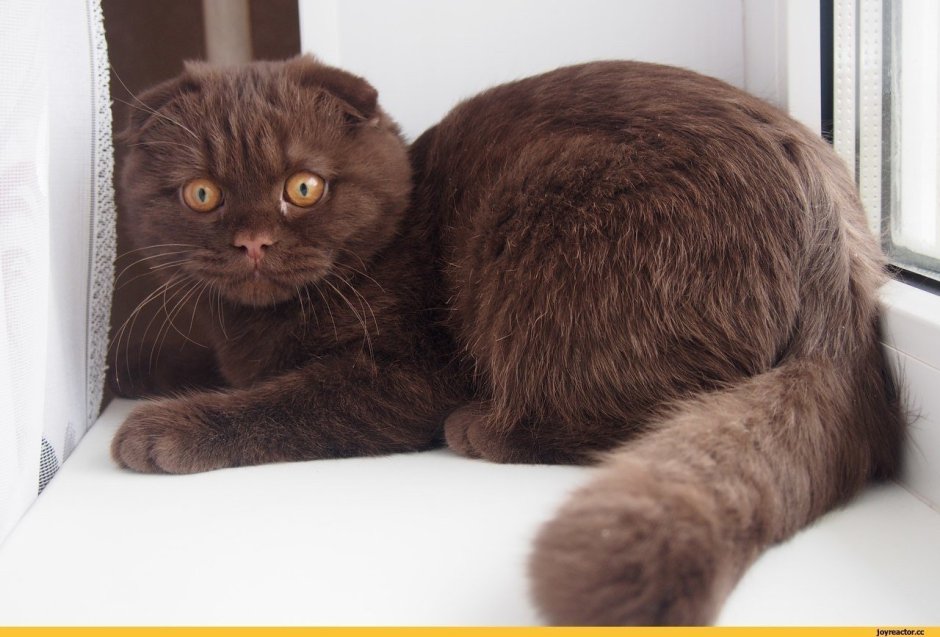 Шотландская вислоухая кошка коричневая