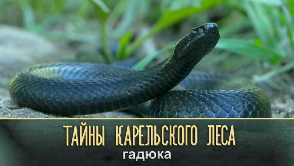 Гадюки в Подмосковье
