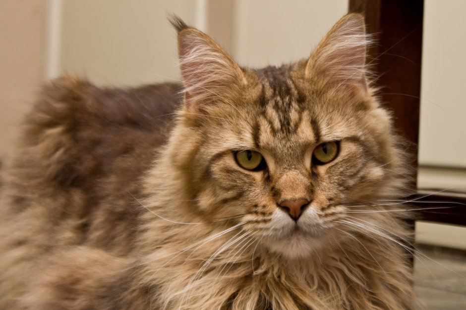 Морда кота Мейн куна