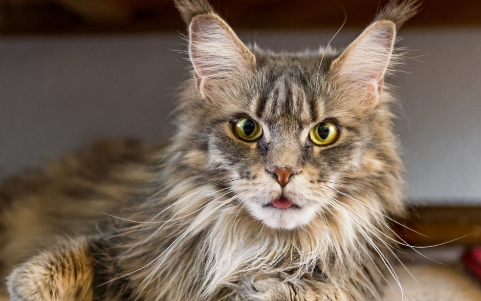 Зеленоглазый Мейн кун