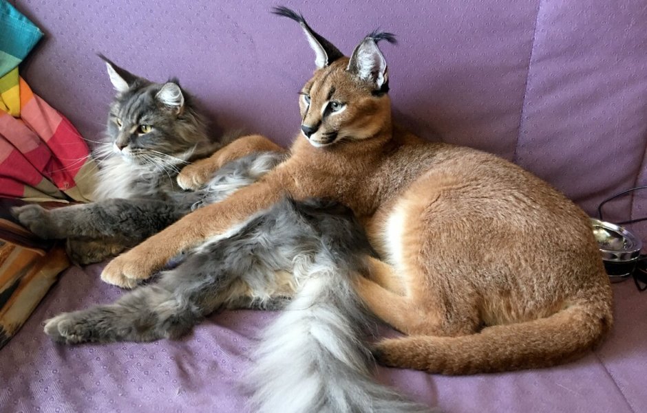 Каракал домашний