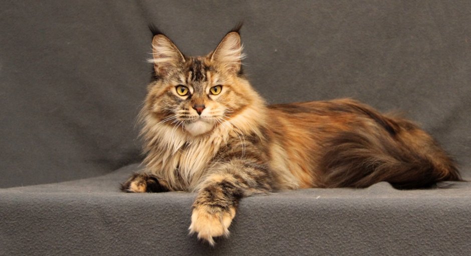 Коты Мейн-кун фото