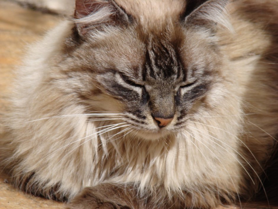 Сибирский кот и Мейн кун