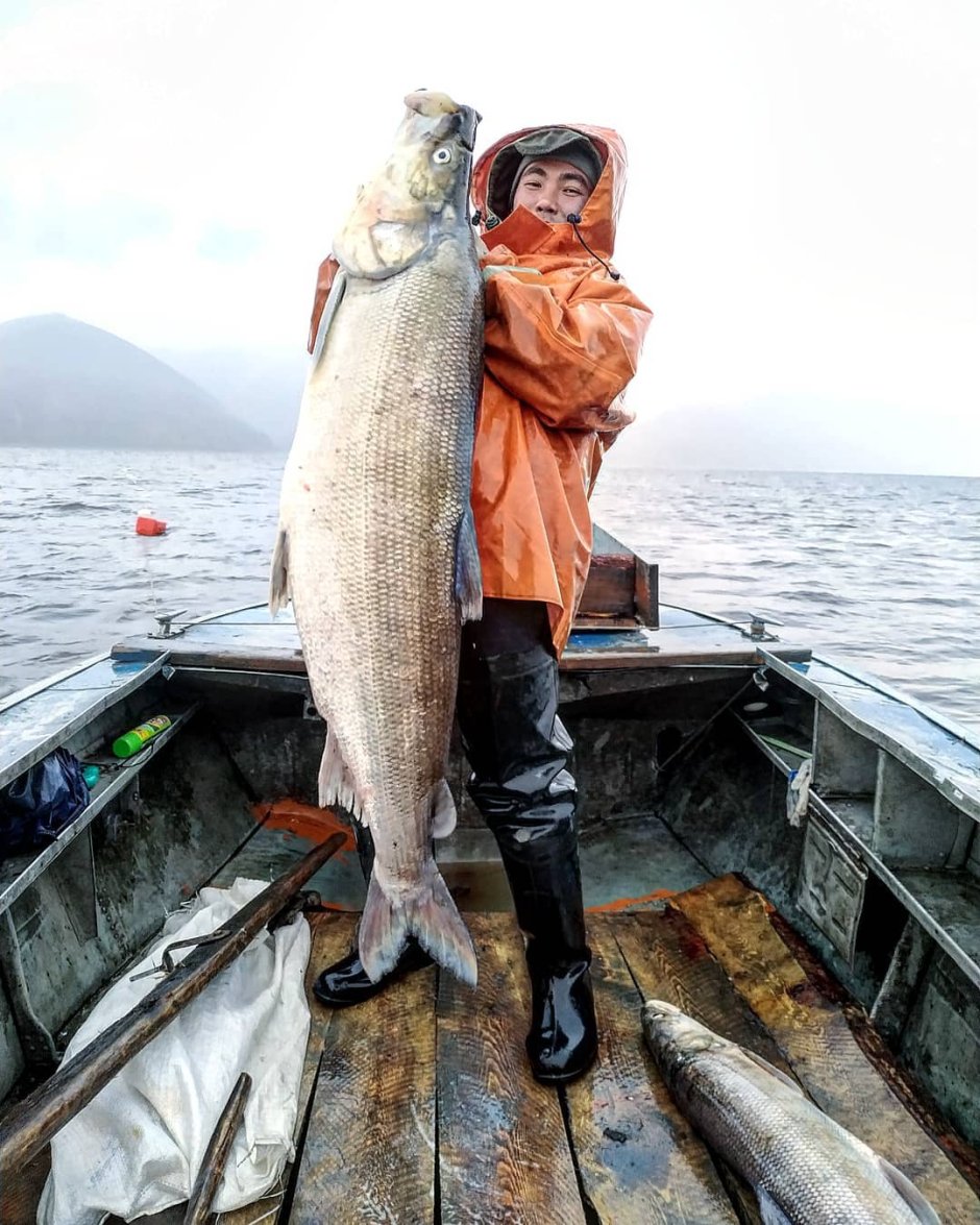 Нельма Сибирская