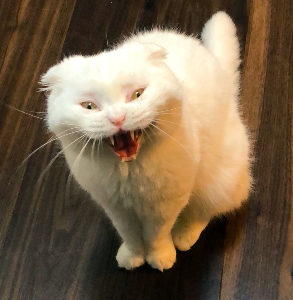 Нельма рыба