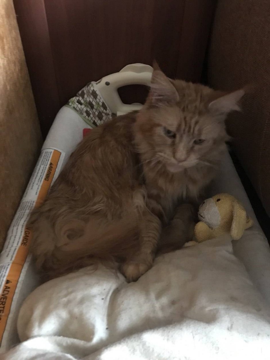 Рыжая кошка Мейн кун