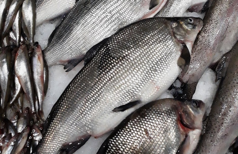 Снежный Мейн кун