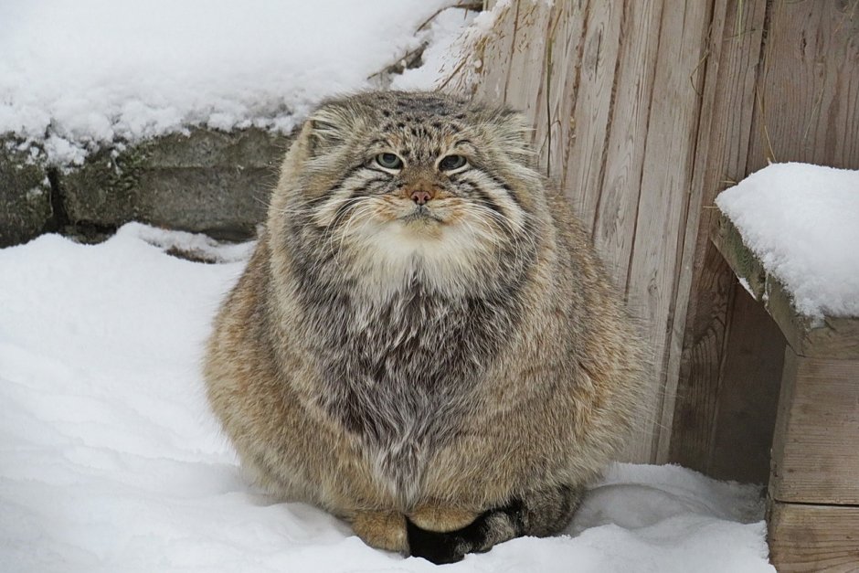 Манул Новосибирск