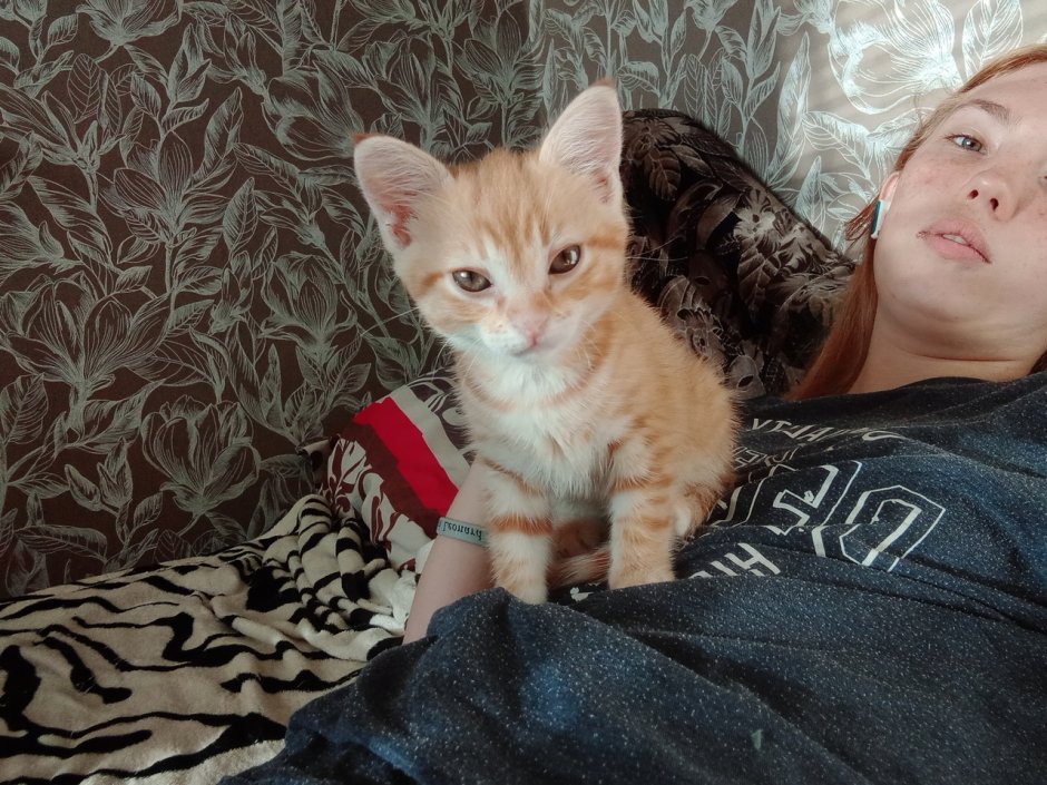 Кот Мейн кун Лотус