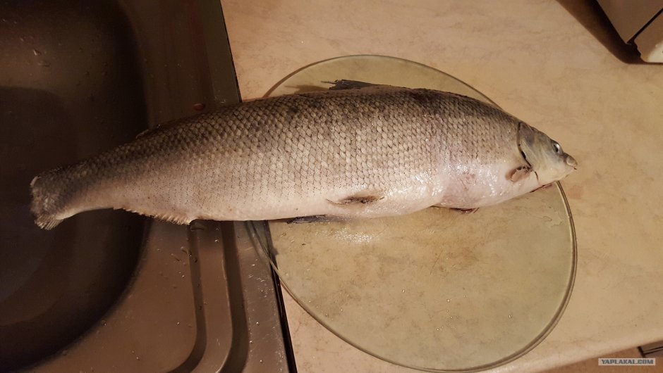 Муксун фото рыбы с головой