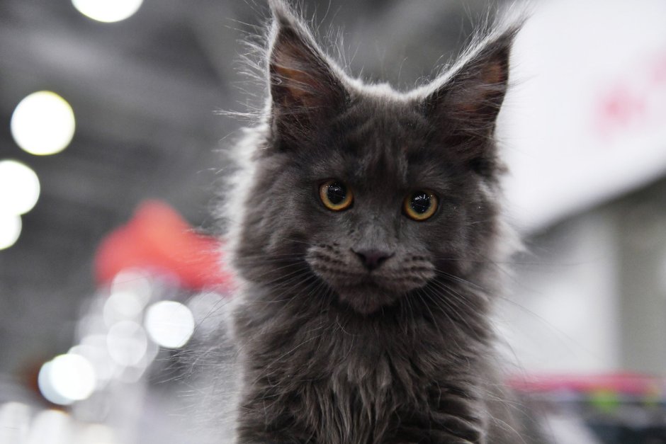 Кошка мейн кун валькирия