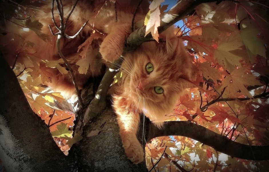 Осенний кот