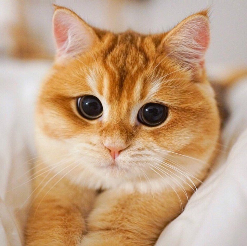Котик с круглыми глазами