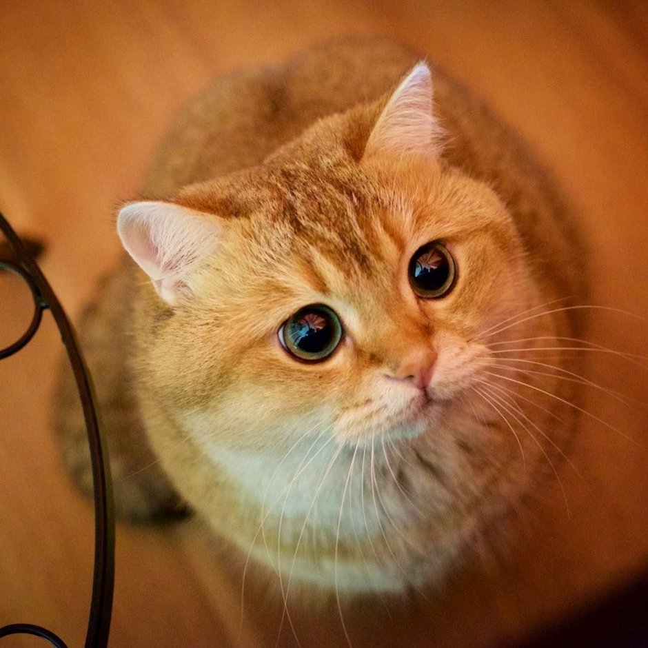 Хосико кот