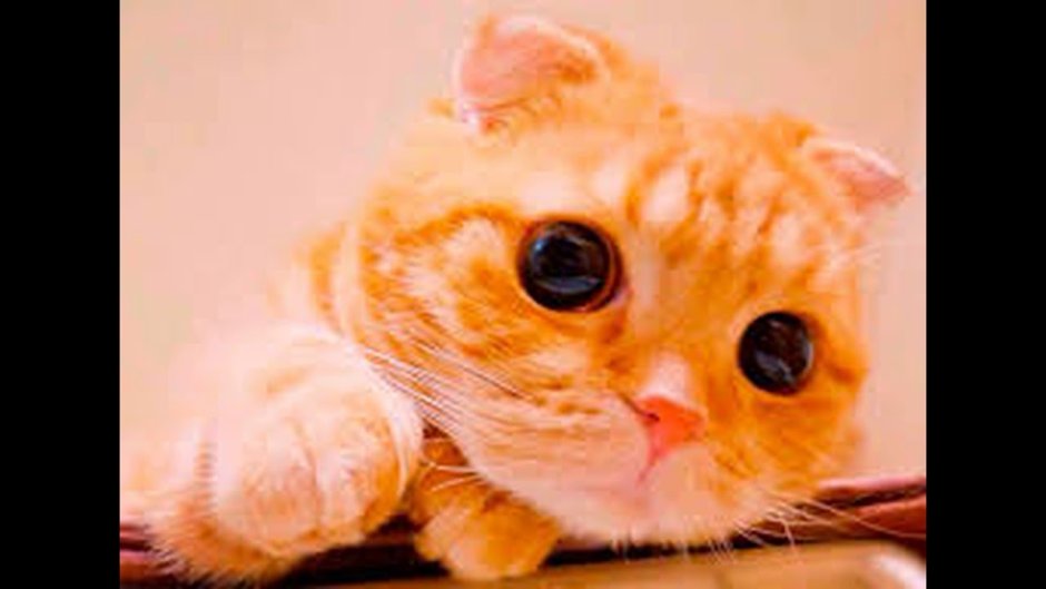 Котик с глазками