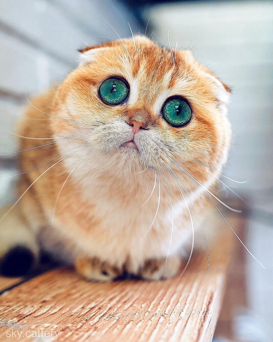 Котята с круглыми глазами