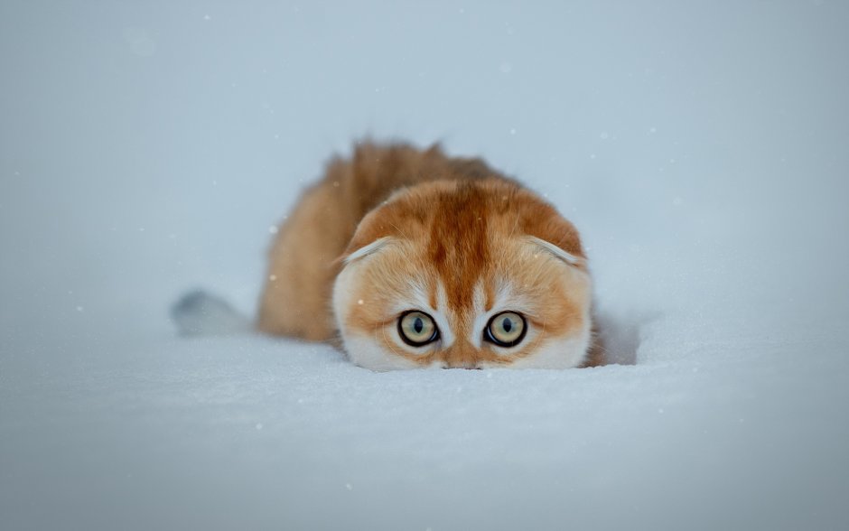 Котенок в снегу обои
