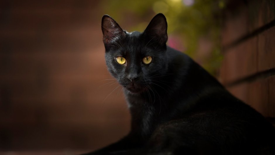 Черная кошка