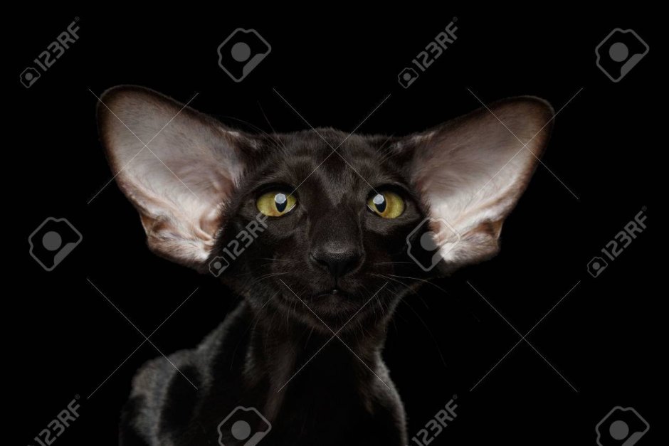 Сиамский ориентальный кот черный