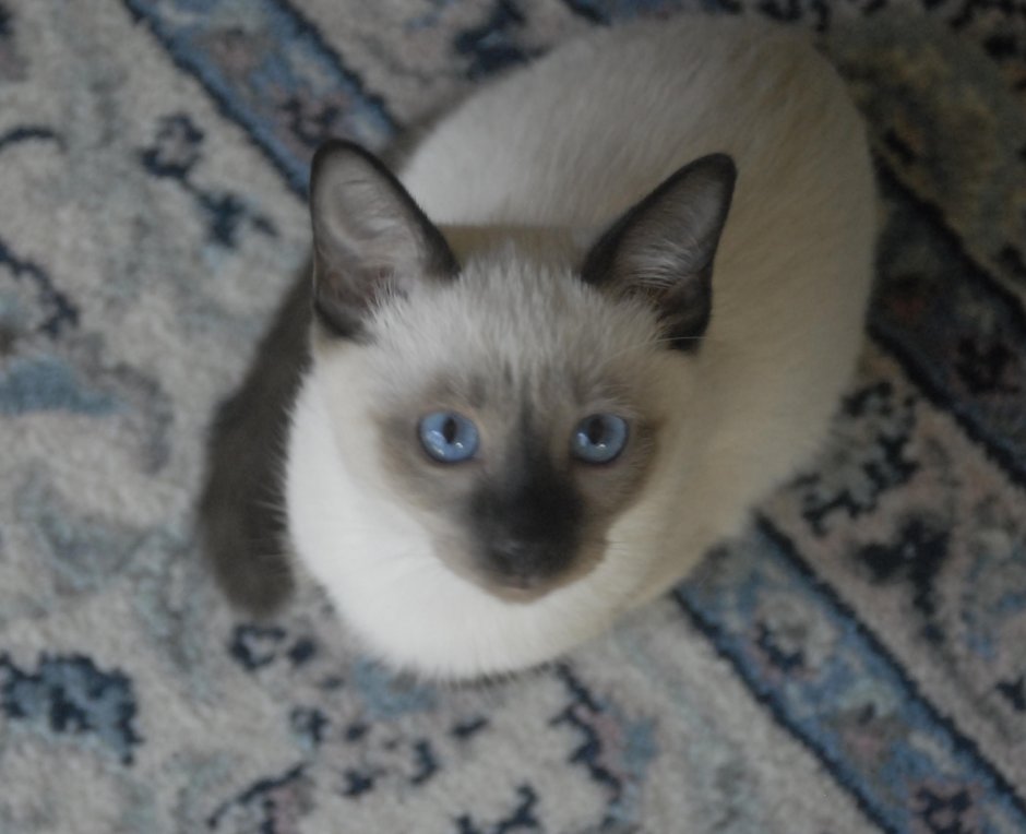 Сиамский кот метис