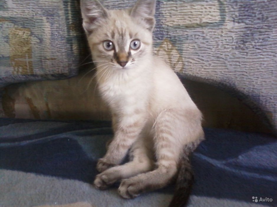 Сиамский кот метис