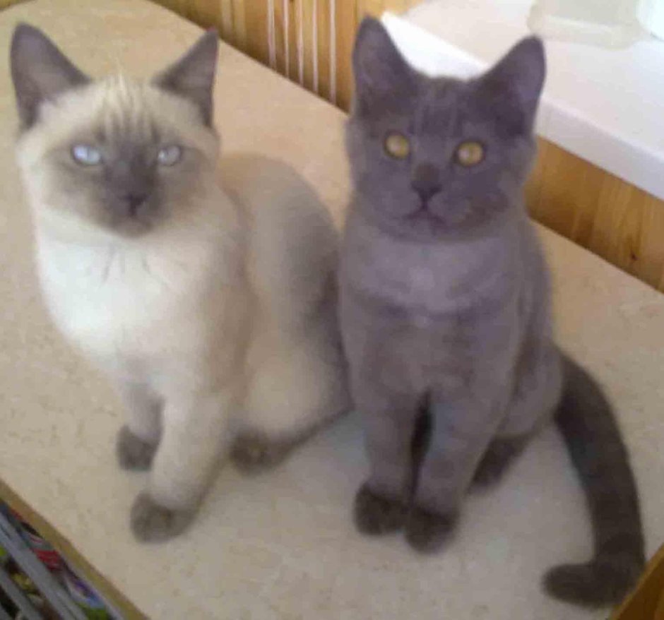 , Сиамская кошка шотландский прямоухий