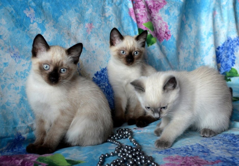 Сиамский и тайский кот