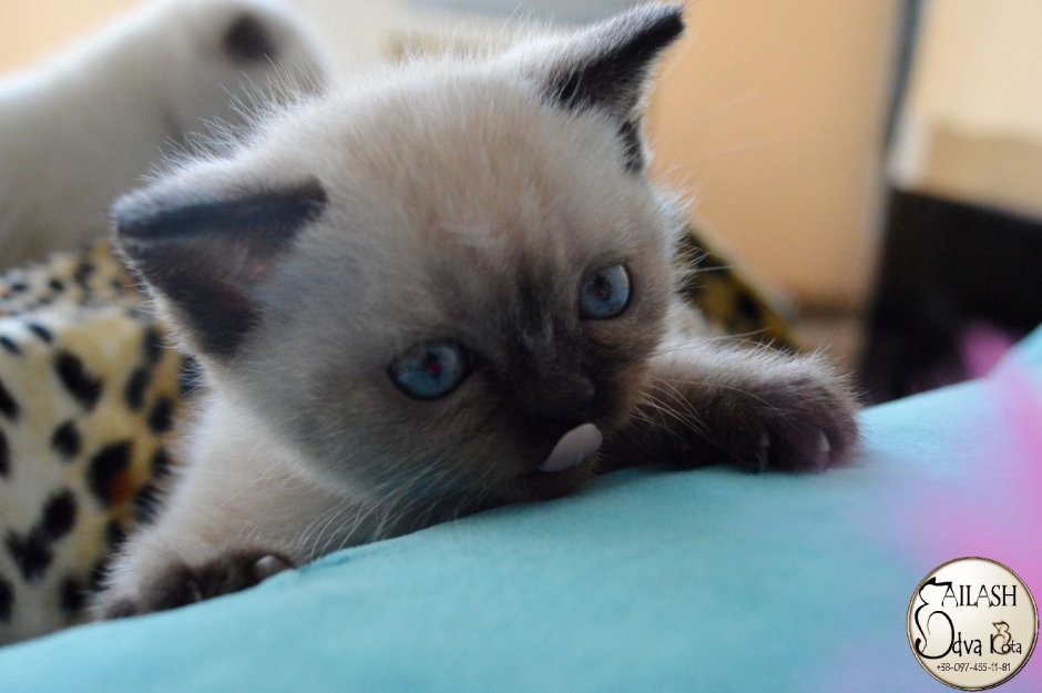 Сиамский британец котенок