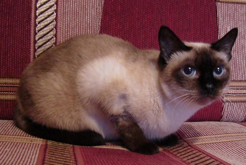 Бенгальская Сиамская кошка тайская