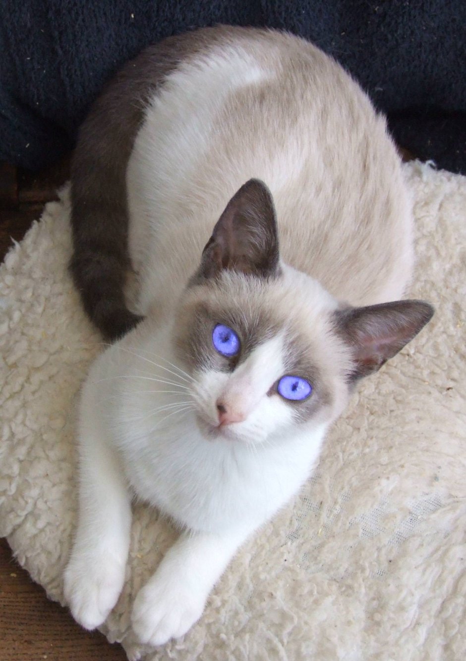 Сиамский кот Сноу Шу