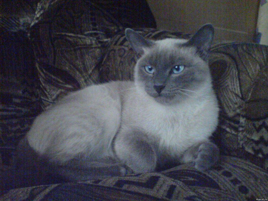 Тайская кошка дымчатая