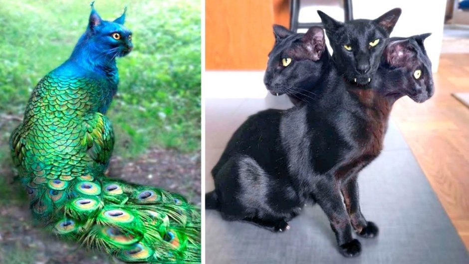 Самые редкие кошки