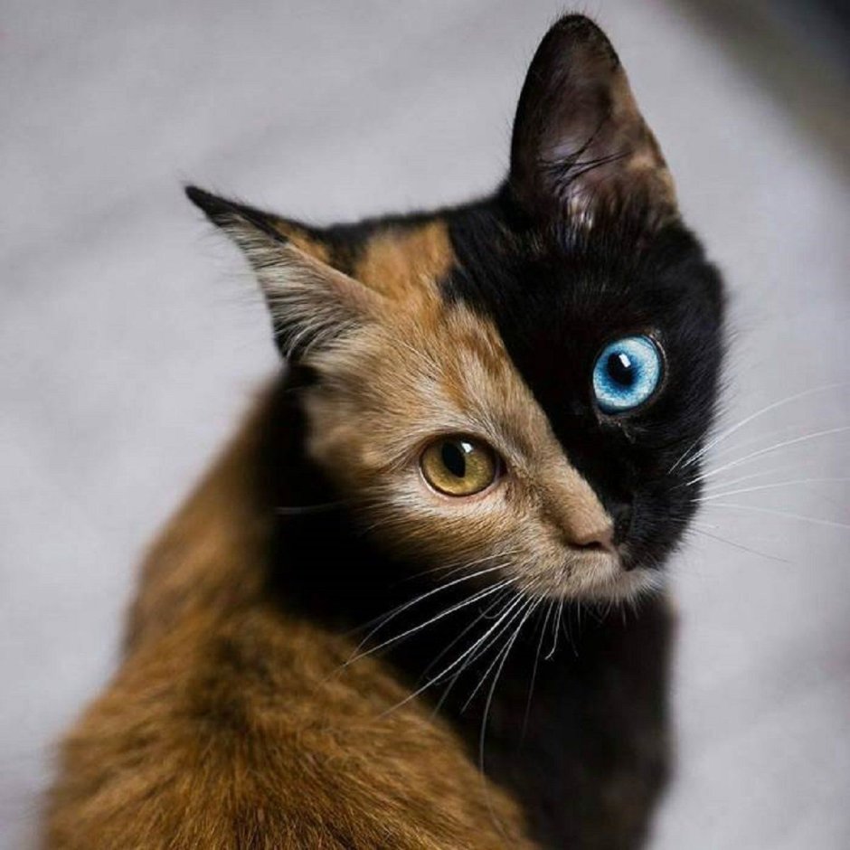 Двуликая кошка Венера