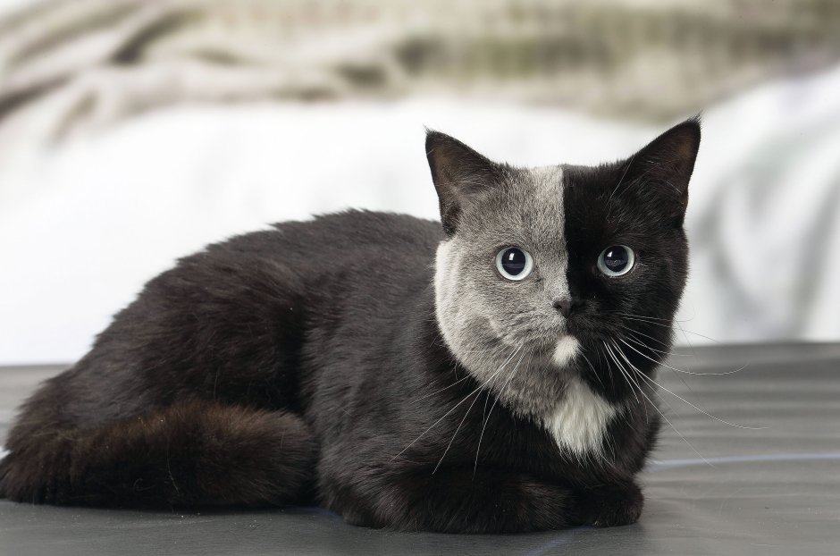Двуликая кошка Нарния