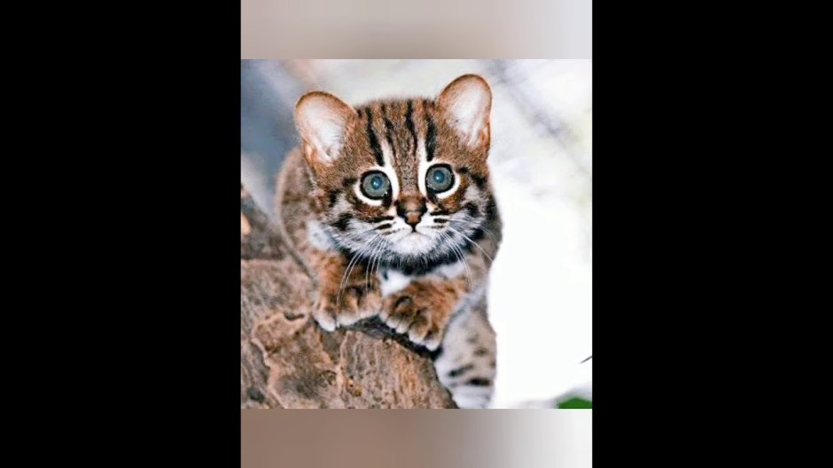 Порода ржавая кошка