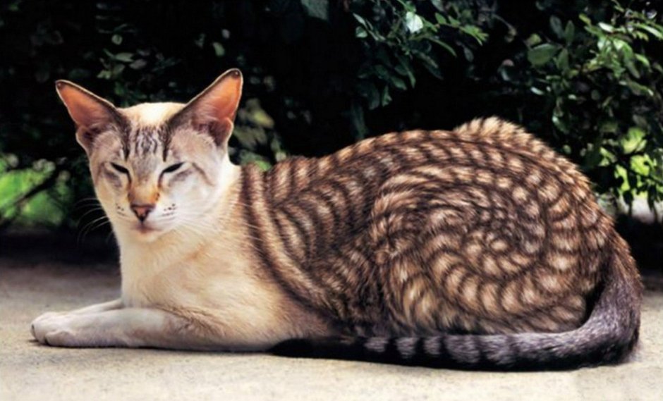 Редкий кот