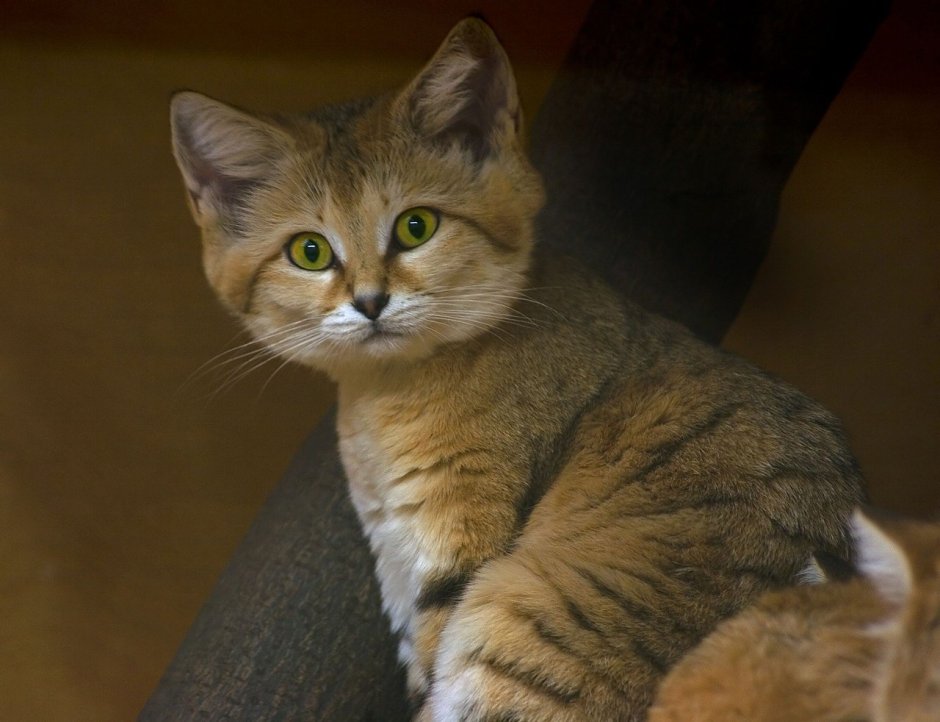 Кошки породы барханный