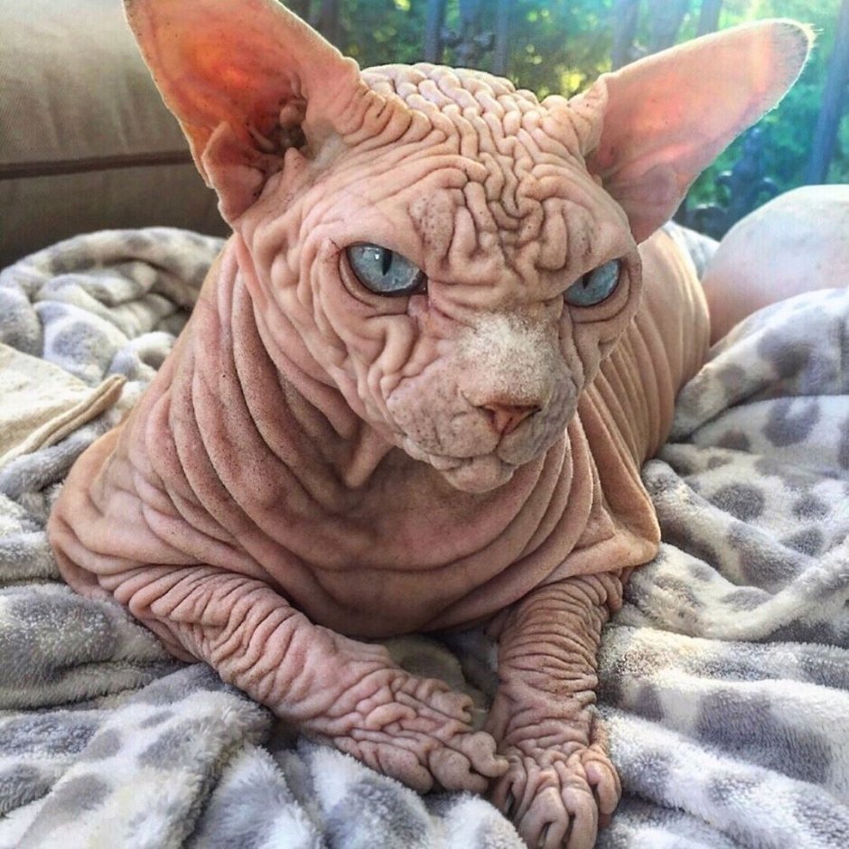 Сфинкс кошка морщинистая
