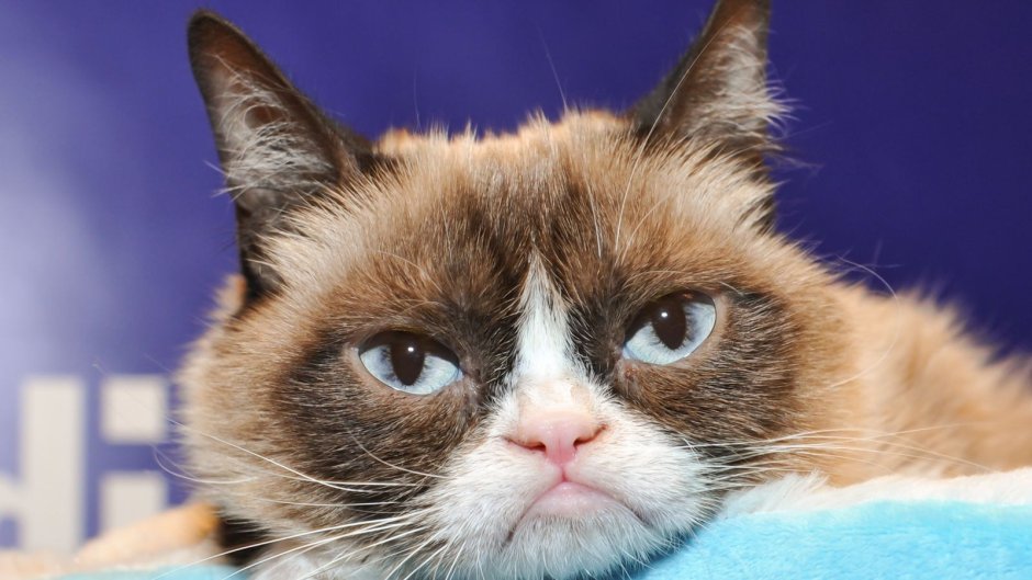 Grumpy Cat порода