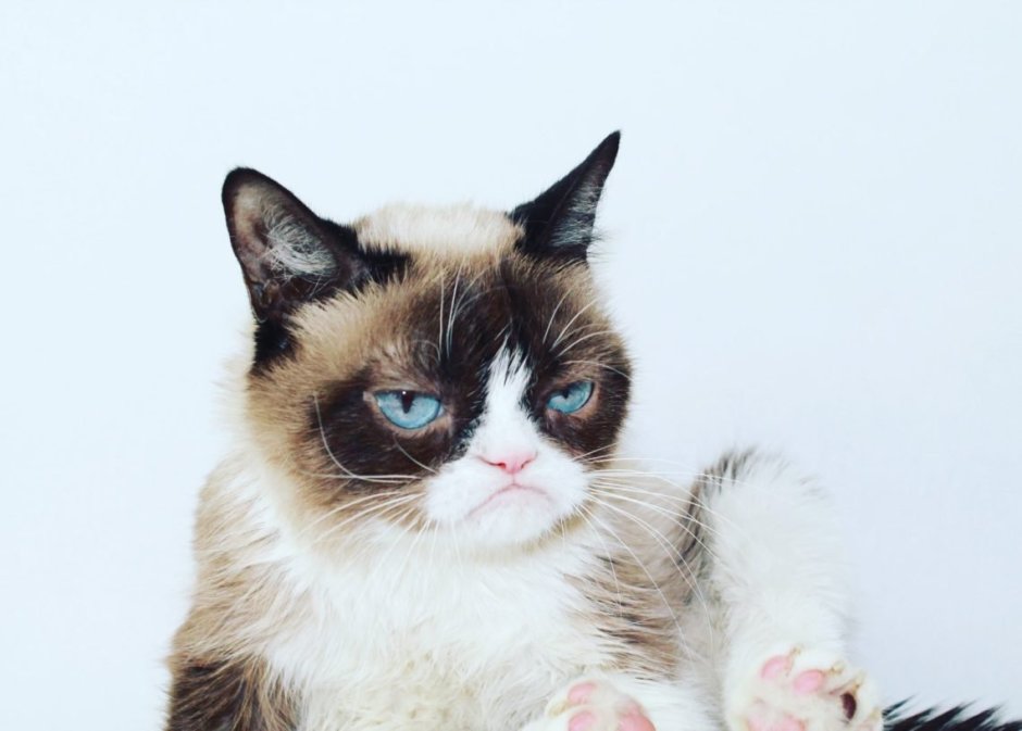 Кошка с недовольной мордой