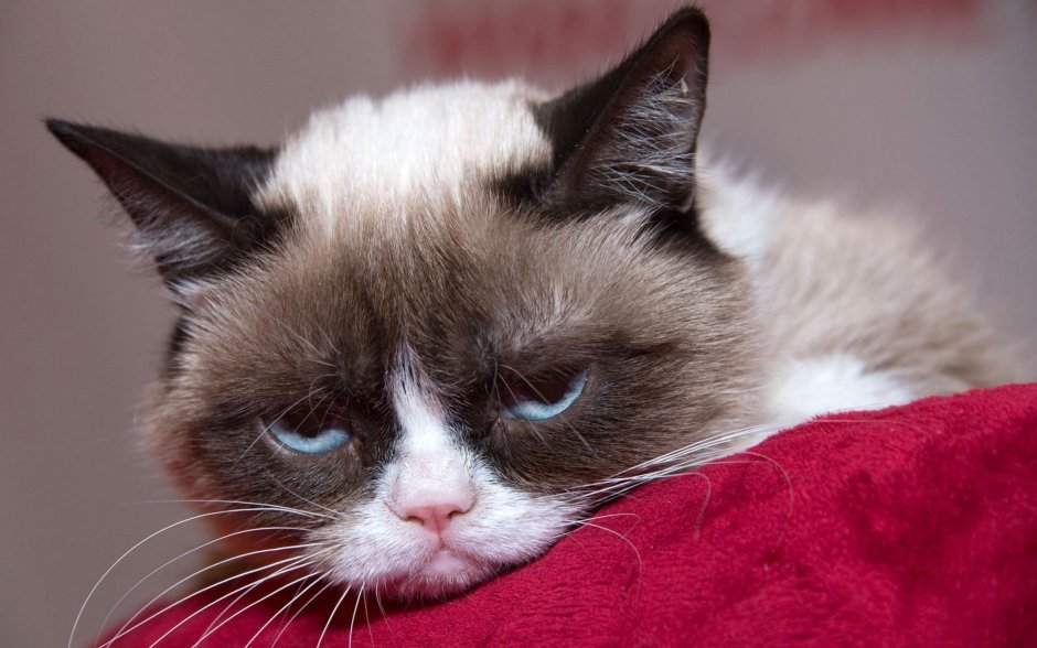 Grumpy Cat