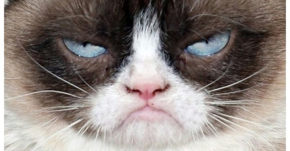Сердитый кот Grumpy Cat