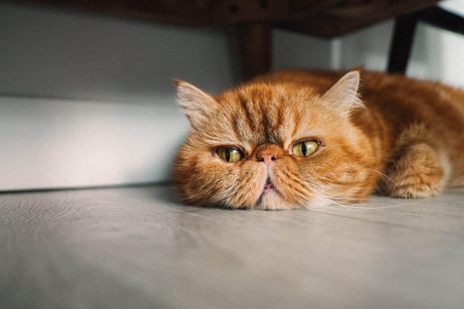 Недовольный рыжий кот