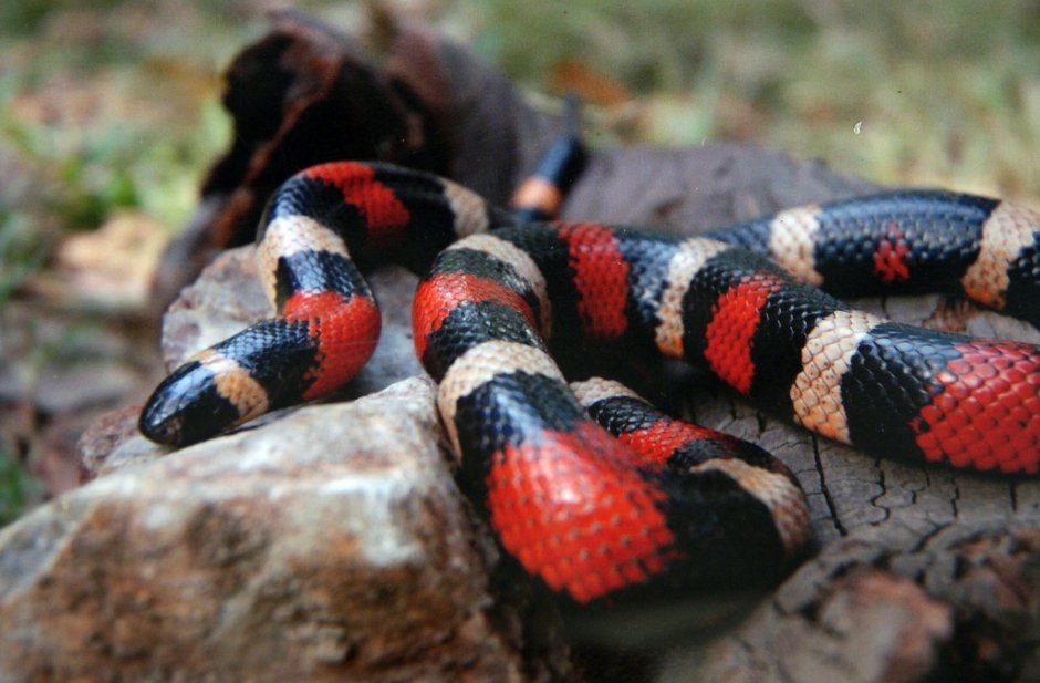 Молочная змея синалойская (Lampropeltis Triangulum sinaloae)