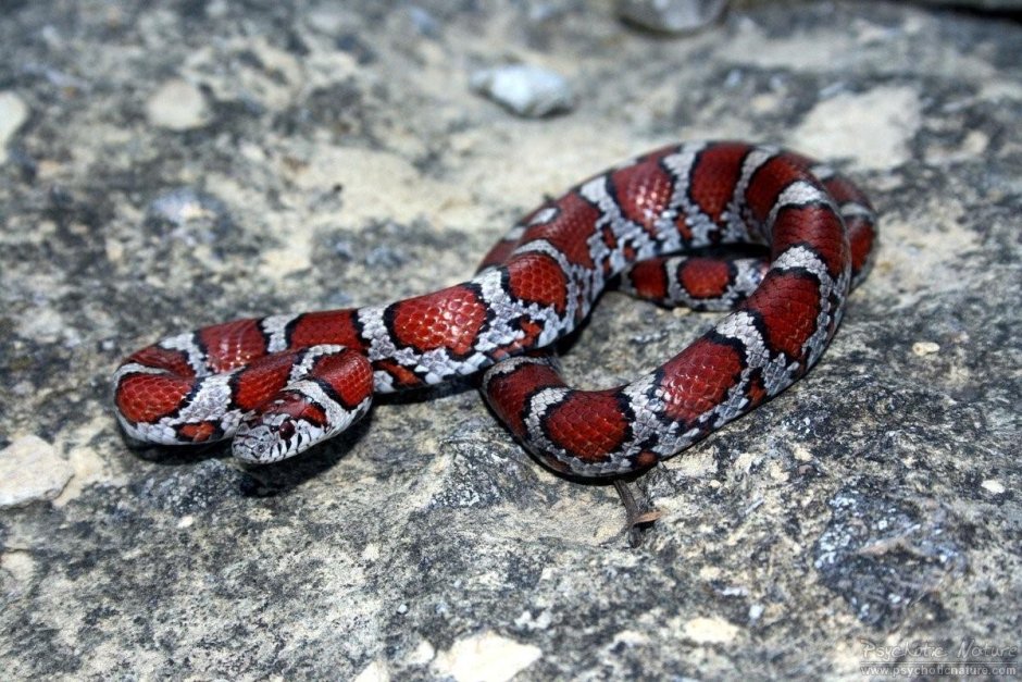 Lampropeltis Triangulum