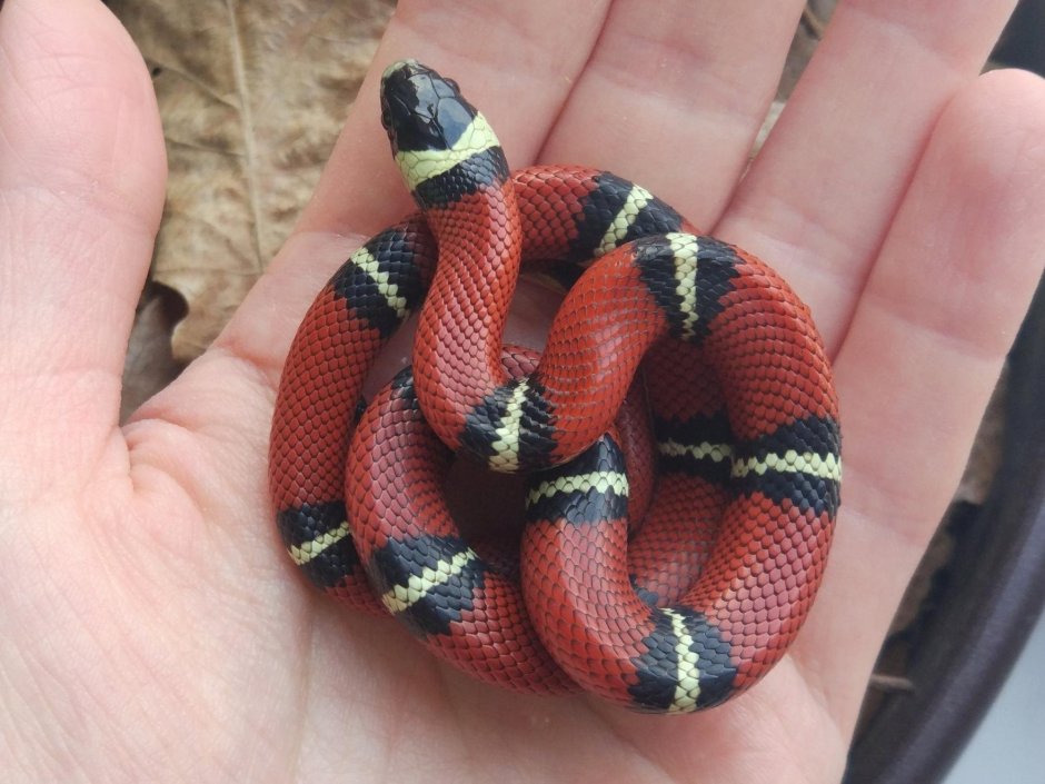 Королевская змея (Lampropeltis)