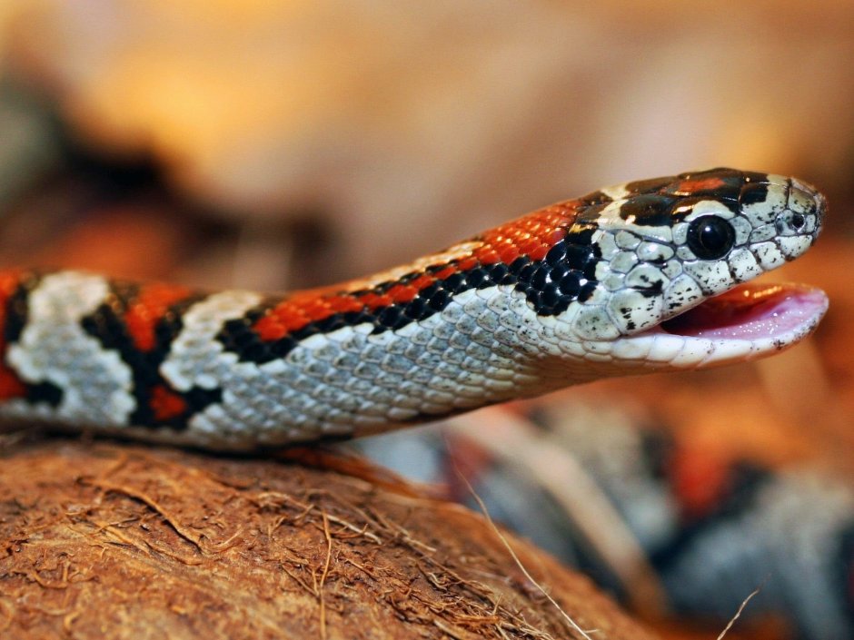 Королевская Мексиканская змея Lampropeltis mexicana