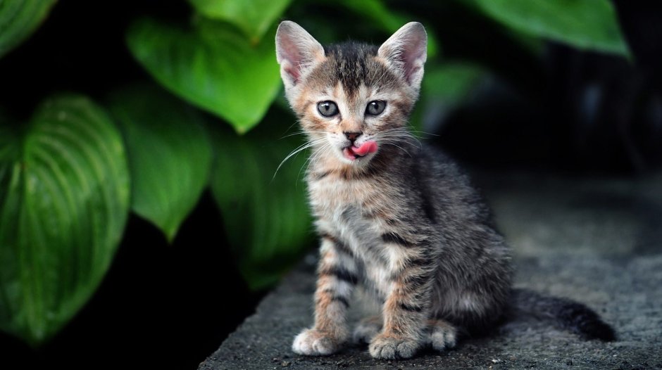 Кошка белая